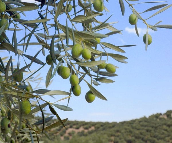 El aceite de oliva en la cosmética natural